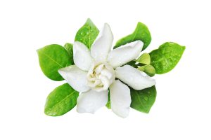 Cape Jasmine (Gardenia jasminoides)