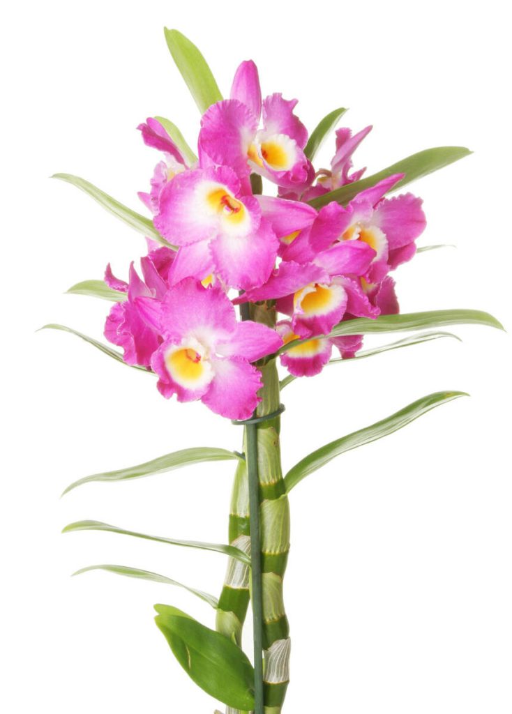 Thạch hộc (Dendrobium nobile)
