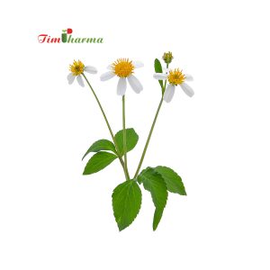 Xuyến Chi (Bidens pilosa)